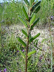 lupinus truncatus